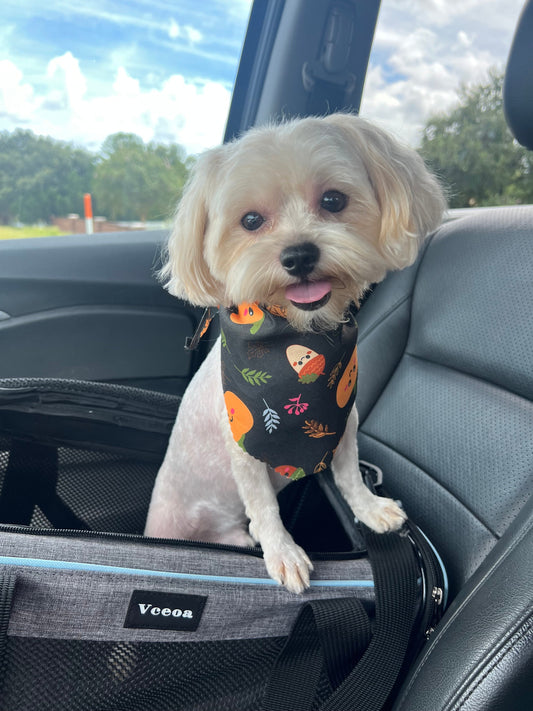 Nippy’s Fall Glow-Up: Fresh from the Spa