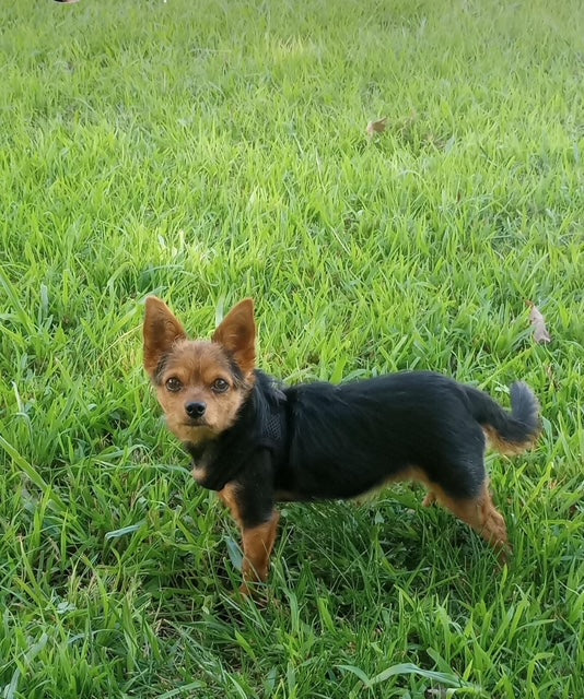 Reflective Mesh Pet Harness with Matching Rhinestone Leash