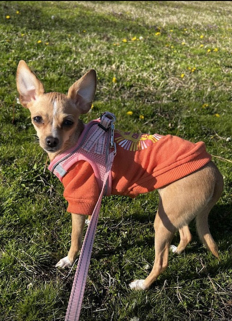 Reflective Mesh Pet Harness with Matching Rhinestone Leash
