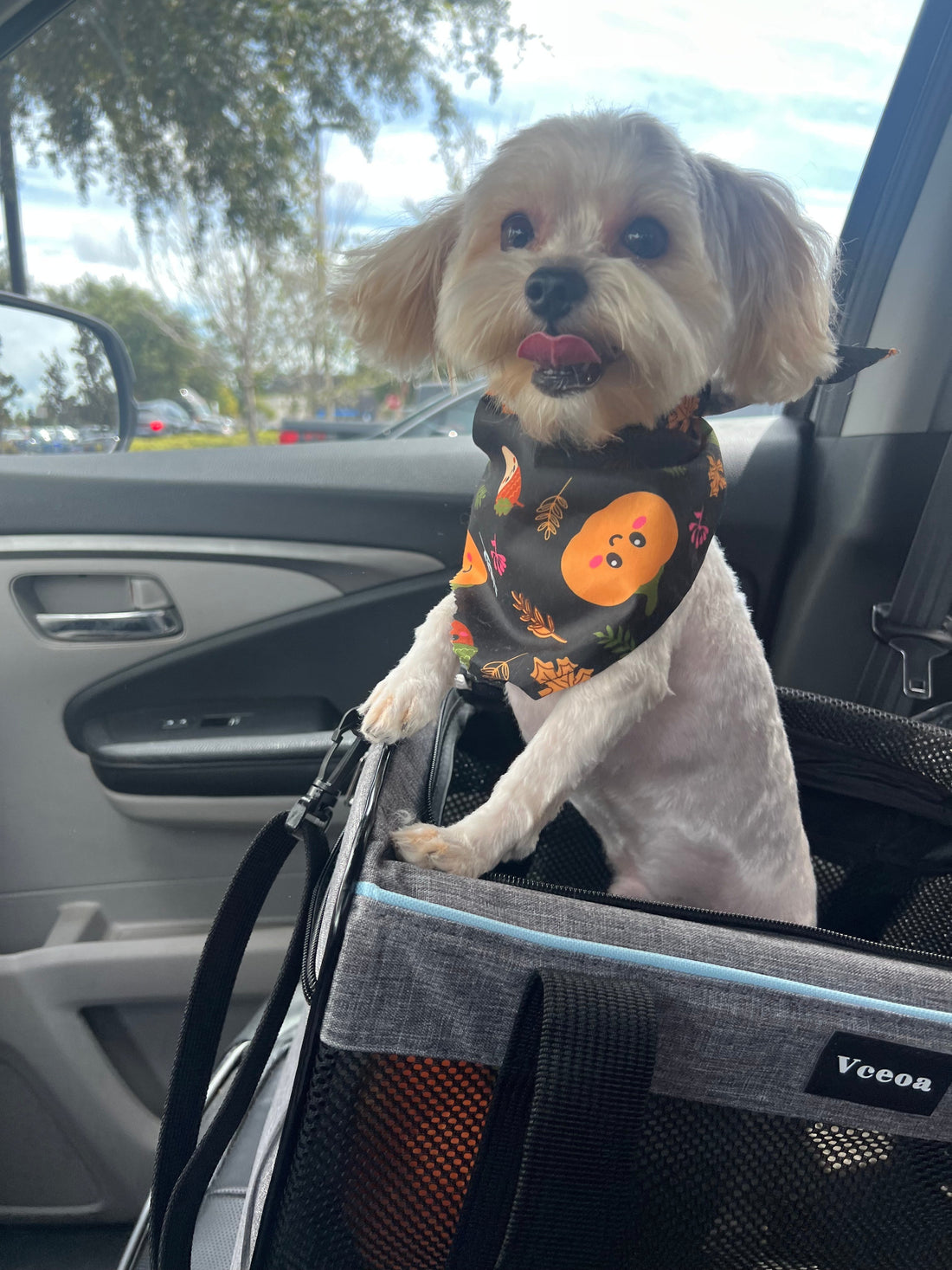 5 Easy Pet Grooming Tips for Happy, Healthy Pets