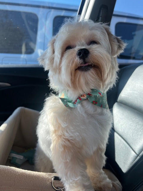 Nippy enjoys a car ride!