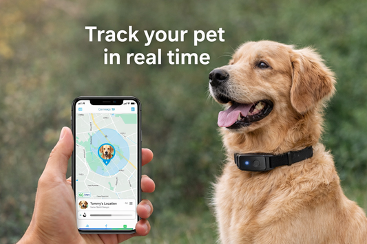 Dog wearing GPS pet tracker collar with smartphone showing real-time location tracking.
