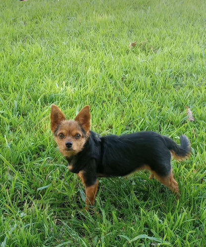 Reflective Mesh Pet Harness with Matching Rhinestone Leash